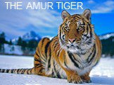 THE AMUR TIGER