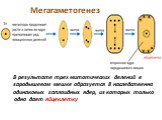 В результате трех митотических делений в зародышевом мешке образуется 8 наследственно одинаковых гаплоидных ядер, из которых только одно дает яйцеклетку. Мегагаметогенез