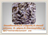 Desulfovibrio(D.vulgaris,D.desulfuricans, D. gigas,D.thermophilus и др)-неспорообразующий род