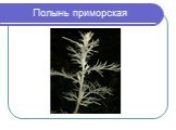 Морфологические особенности растений различных видов Слайд: 19