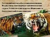 Бенгальский тигр всегда был национальным символом Индии, и когда-то он встречался практически по всей стране. В наши дни на воле в джунглях Индии живет не более 4 тысяч особей этого животного.