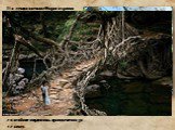 На северо-востоке Индии издавна пользовались мостами, выросшими естественным образом. Для этого использовалась особенность фикуса каучуконосного, из ствола которого вырастают дополнительные корни. Их направляли в выдолбленный изнутри пальмовый ствол, который клали поперёк реки. Дорастая до противопо