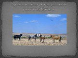 Арабские лошади в засушливых равнинах Сомали