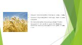 Озимое зерноводство :пшеница , рожь, ячмень. Яровое зерноводство : пшеница, овес, ячмень, кукуруза. По производству зерновых культур Россия занимает 1-ое место в мире. По площади посевов пшеница занимает 1-ое место, ячмень 2-ое.