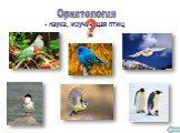 Орнитология. - наука, изучающая птиц