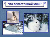Заяц делает в снегу глубокие ямки и залегает в них. Что делает зимой заяц?