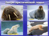 Звери арктической зоны. морж тюлень белый медведь