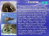 МОРЖ. Это млекопитающее с длинными клыками. Морж-самец огромен: он может весить 1500 кг, в то время как масса самки до 1000 кг. У моржа морщинистое тело, покрытое редкой щетиной. Его сильный голос напоминает рёв льва, мычание быка. Во время сна он звучно похрапывает. Может часами отдыхать на солнце.