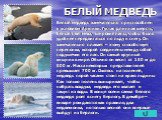 БЕЛЫЙ МЕДВЕДЬ. Белый медведь замечательно приспособлен к условиям Арктики. Густая длинная шерсть, белый цвет меха, широкие лапы, чтобы было удобнее передвигаться по льду и снегу. Он замечательно плавает – этому способствует перепонка, которой соединены между собой подушечки его лап. Он самый крупный