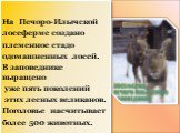 На Печоро-Илычской лосеферме создано племенное стадо одомашненных лосей. В заповеднике выращено уже пять поколений этих лесных великанов. Поголовье насчитывает более 500 животных.