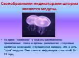 Своеобразными индикаторами шторма являются медузы. На краю "колокола" у медузы расположены примитивные глаза и органы равновесия - слуховые колбочки величиной с булавочную головку. Это и есть "уши" медузы. Они слышат инфразвуки с частотой 8 - 13 герц.