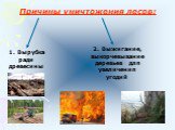 Причины уничтожения лесов: 1. Вырубка ради древесины. 2. Выжигание, выкорчевывание деревьев для увеличения угодий