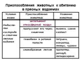 Почва как среда обитания животных Слайд: 5