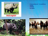 Отряд включает 3 семейства Тапиры Лошади Носороги