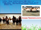 Семейство Лошади. Семейство включены зебры, куланы ,ослы. Лошади открыты в 1879 году в горных пустынях Центральной Азии Н.А Пржевальским. Сейчас известно более 100 пород. Используются в различных целях.