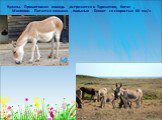 Куланы. Примитивная лошадь ,встречается в Туркмении, Китае , Монголии. Питается злаками , полынью . Бегают со скоростью 60 км/ч