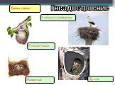 Гнездостроение Типы гнезд Наземные Гнезда-чаши Гнезда-платформы Дупла