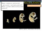 Стадии развития зародыша птицы. Фото с сайта microscopy-uk.org.uk. Какие изменения происходят с зародышем в процессе развития? Какие условия необходимы для его развития?