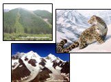 Алтайские кедровники. Ирбис или снежный барс. Гора Белуха