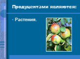 Продуцентами являются: Растения.