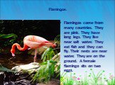Flamingos. Flamingos come from many countries. They are pink. They have long legs. They live near salt water. They eat fish and they can fly. Their nests are near water. They are on the ground. A female flamingo sits on two eggs.