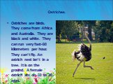 Ostriches. Ostriches are birds. They come from Africa and Australia. They are black and white. They can run very fast-60 kilometers per hour. They can’t fly. An ostrich nest isn’t in a tree. It is on the ground. A female ostrich sits on 10 to 20 eggs.