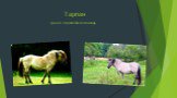 Тарпан. дикая европейская лошадь