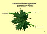 Какие основные функции выполняет лист? испарение фотосинтез дыхание