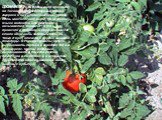 томаты в диком виде обитают на Тихоокеанском побережье Южной Америки и на Галапагосских островах. Есть многолетние виды. На местном языке индейцев это растение называется "томати". В XVI в. его привезли в Испанию и Португалию, где стали называть золотым яблоком – "помо д'оро", от