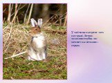 У зайчика в апреле мех пестрый, белую зимнюю шубку он меняет на летнюю – серую.