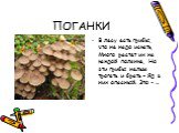ПОГАНКИ. В лесу есть грибы, что не надо искать, Много растет их на каждой полянке, Но эти грибы нельзя трогать и брать – Яд в них опасный. Это - …