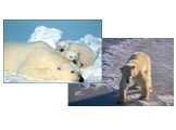 Белый цвет делает медведя невидимым на льдине среди снега. Только черные глаза и нос, могут выдать своего хозяина. Белый медведь отличный пловец, намного лучше и быстрее перемещается под водой, чем на земле.