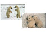 Белый медведь занесён в Красную книгу России. Медленное размножение и большая смертность молодняка делают этого зверя легко уязвимым.