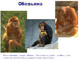 Есть несколько видов обезьян. Это сидит в траве – гиббон, а вот грустная шимпанзе, а на камне сидит орангутанг.