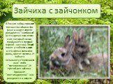 В России зайцы-приносят потомство обычно три раза: в марте-апреле рождаются "настовички" (в это время еще лежит снег, который ночью покрывается твердой коркой - настом). Второй помет у зайчихи в июне - в это время колосится рожь, цветет гречиха. И зайчата называются"колосовичками"
