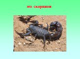 это скорпион