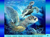 Сколько морских черепах Вы сможете найти на картинке? 9