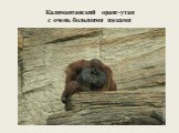 Калимантанский оранг-утан с очень большими щеками