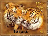 Тигры Слайд: 1