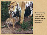 Тигры Слайд: 19