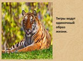 Тигры Слайд: 4