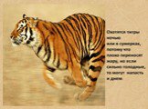Тигры Слайд: 8