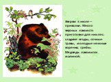 Зверям в июле – приволье. Много вкусных лакомств приготовил для них лес: сладкие ягоды, сочные травы, молодые нежные коренья, грибы. Медведь лакомится малиной.