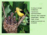 У птиц в гнезде появились горластые, прожорливые птенцы. Они широко раскрывают клювы, ждут, когда родители угостят их мошкой.