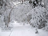 Есть и третья причина для листопада. Он защищает тонкие, хрупкие ветви дерева от тяжести снега.