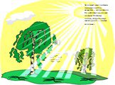 Зеленый цвет листьям придает особое вещество – хлорофилл. Но работает он только на свету. Поэтому летом, когда солнце светит долго – листья зеленые.