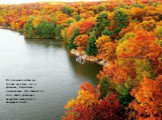 Но осенью листья не только желтые, но и красные, багряные, оранжевые. Это зависит от того, какое красящее вещество находится в вянущем листе.