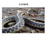 a snake