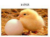 a chick