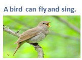 A bird can fly and sing.